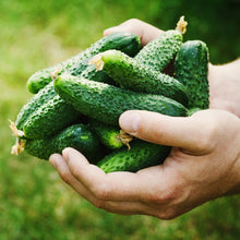 Load image into Gallery viewer, Cucumber, Boston Pickling - Organic