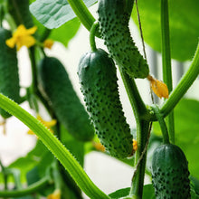Load image into Gallery viewer, Cucumber, Boston Pickling - Organic