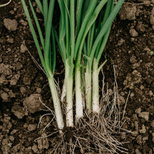 Load image into Gallery viewer, Onion, Bunching Evergreen - Organic