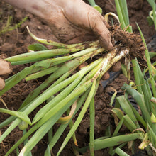 Load image into Gallery viewer, Onion, Bunching Evergreen - Organic