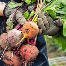 Load image into Gallery viewer, Beet, Golden Detroit - Organic