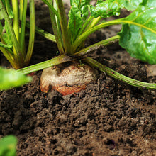Load image into Gallery viewer, Beet, Golden Detroit - Organic