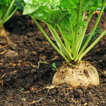 Load image into Gallery viewer, Turnip, Golden Globe - Organic