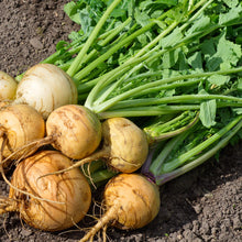Load image into Gallery viewer, Turnip, Golden Globe - Organic