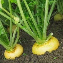 Load image into Gallery viewer, Turnip, Golden Globe - Organic