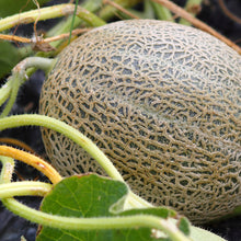 Load image into Gallery viewer, Cantaloupe, Hales Best Jumbo - Organic