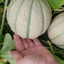 Load image into Gallery viewer, Cantaloupe, Hales Best Jumbo - Organic