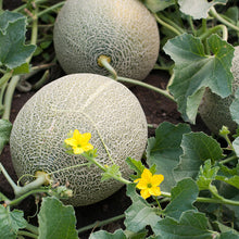 Load image into Gallery viewer, Cantaloupe, Hales Best Jumbo - Organic
