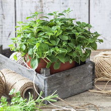 Load image into Gallery viewer, Oregano, Italian - Organic