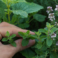 Load image into Gallery viewer, Oregano, Italian - Organic