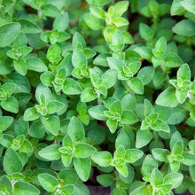 Load image into Gallery viewer, Oregano, Italian - Organic