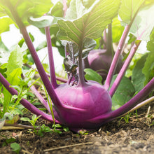 Load image into Gallery viewer, Kohlrabi, Purple Vienna - Organic