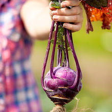 Load image into Gallery viewer, Kohlrabi, Purple Vienna - Organic