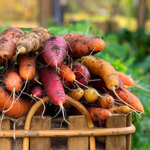 Load image into Gallery viewer, Carrot, Rainbow Blend - Organic