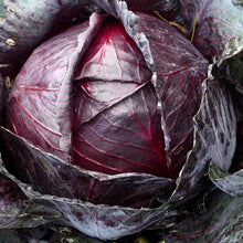 Load image into Gallery viewer, Cabbage, Red Acre - Organic