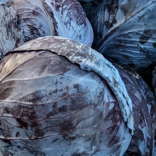 Load image into Gallery viewer, Cabbage, Red Acre - Organic