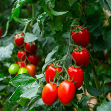 Load image into Gallery viewer, Tomato, Roma - Organic