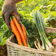 Load image into Gallery viewer, Carrot, Scarlet Nantes - Organic
