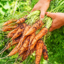 Load image into Gallery viewer, Carrot, Scarlet Nantes - Organic