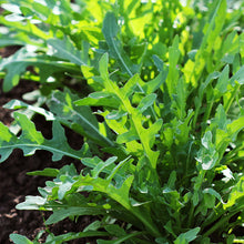 Load image into Gallery viewer, Arugula, Slow Bolt - Organic
