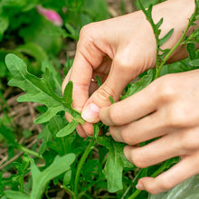 Load image into Gallery viewer, Arugula, Slow Bolt - Organic