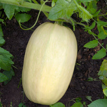 Load image into Gallery viewer, Winter Squash, Spaghetti - Organic