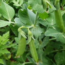 Load image into Gallery viewer, Pea, Sugar Daddy Snap - Organic