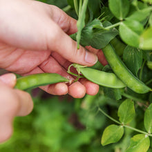 Load image into Gallery viewer, Pea, Sugar Daddy Snap - Organic