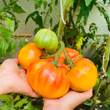 Load image into Gallery viewer, Tomato, Pineapple - Organic