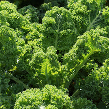 Load image into Gallery viewer, Kale, Vates Blue Scotch Curled - Organic