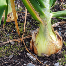 Load image into Gallery viewer, Onion, Walla Walla - Organic