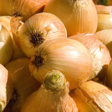 Load image into Gallery viewer, Onion, Walla Walla - Organic