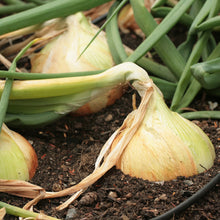 Load image into Gallery viewer, Onion, Walla Walla - Organic
