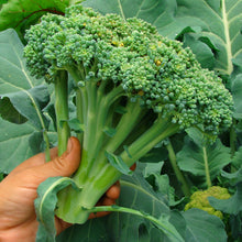 Load image into Gallery viewer, Broccoli, Waltham 29 - Organic