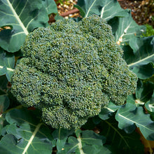 Load image into Gallery viewer, Broccoli, Waltham 29 - Organic