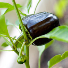 Load image into Gallery viewer, Pepper, Purple Beauty Sweet - Organic