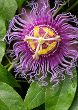 Load image into Gallery viewer, Passion Fruit, Purple Possum