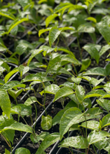 Load image into Gallery viewer, Passion Fruit, Purple Possum