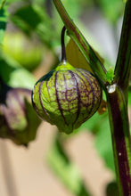 Load image into Gallery viewer, Tomatillo, Purple