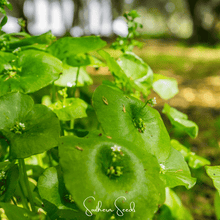Load image into Gallery viewer, Purslane, Winter