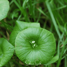 Load image into Gallery viewer, Purslane, Winter