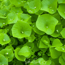 Load image into Gallery viewer, Purslane, Winter