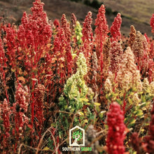 Load image into Gallery viewer, Quinoa, Brightest Brilliant Rainbow