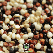 Load image into Gallery viewer, Quinoa, Brightest Brilliant Rainbow