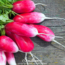 Load image into Gallery viewer, Radish, French Breakfast