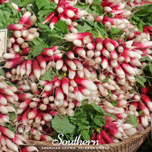 Load image into Gallery viewer, Radish, French Breakfast