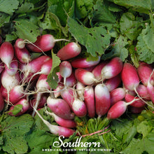 Load image into Gallery viewer, Radish, French Breakfast