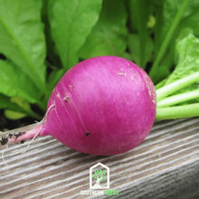 Load image into Gallery viewer, Radish, Purple Plum
