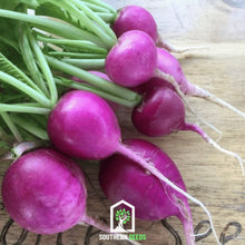Load image into Gallery viewer, Radish, Purple Plum