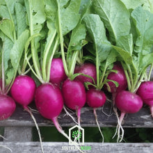 Load image into Gallery viewer, Radish, Purple Plum